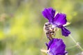 Bee pollinates Geranium phaeum Ã¢â¬Å¾ Lilly Lovell